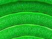 Võimlemismatt Spokey Softmat 180X60X1 cm roheline